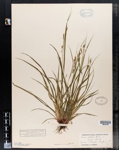 Carex debilis