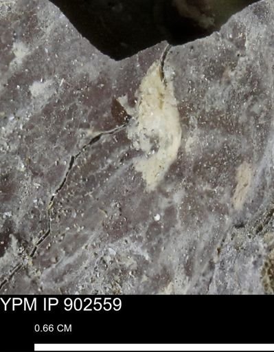 undet. Inoceramidae
