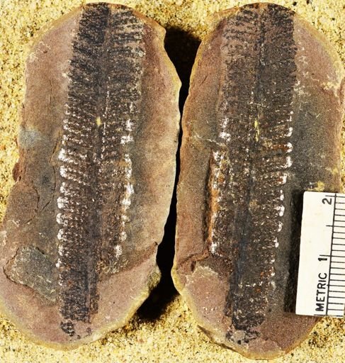 Pecopteris