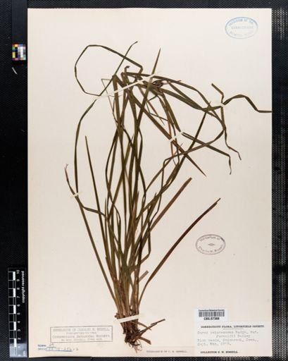 Carex intumescens
