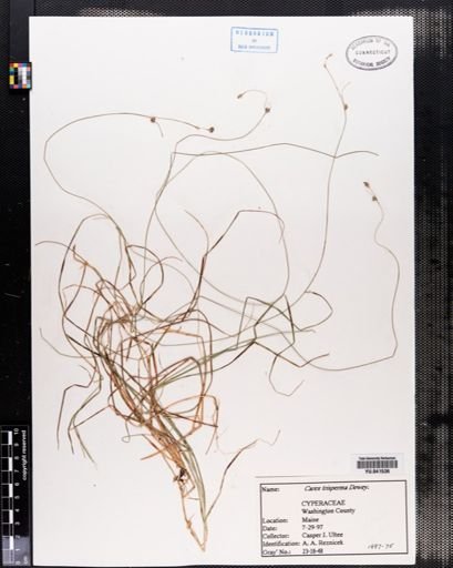Carex trisperma
