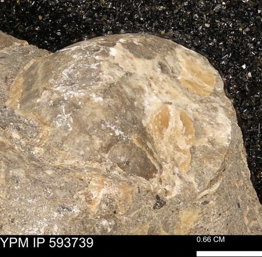 Baculites sp.