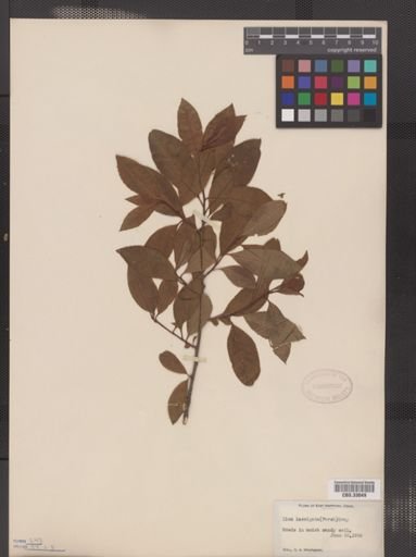 Ilex laevigata