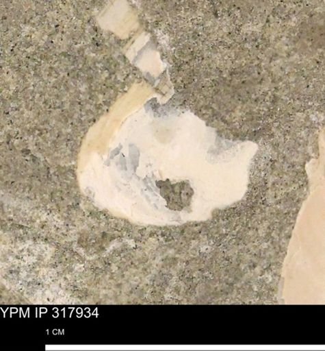 undet. Mollusca