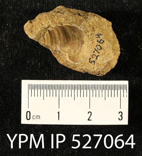 undet. Inoceramidae