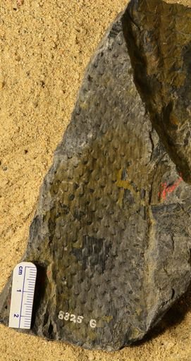 Lepidodendron sp.