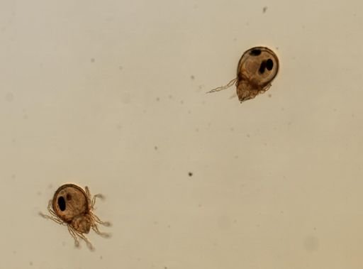 Hydrozetes lacustris
