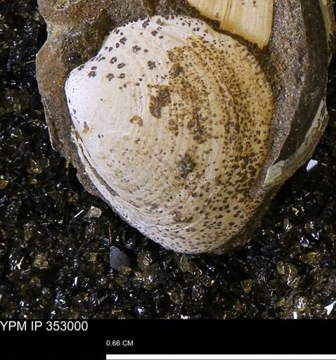 Limopsis striatopunctatus