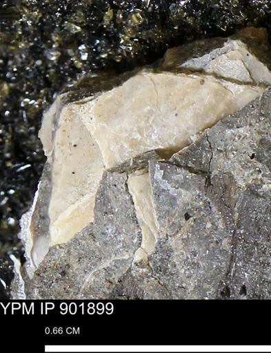 Inoceramus sp.