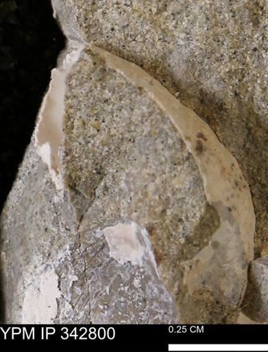 undet. Bivalvia