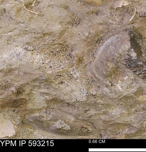 undet. Mollusca