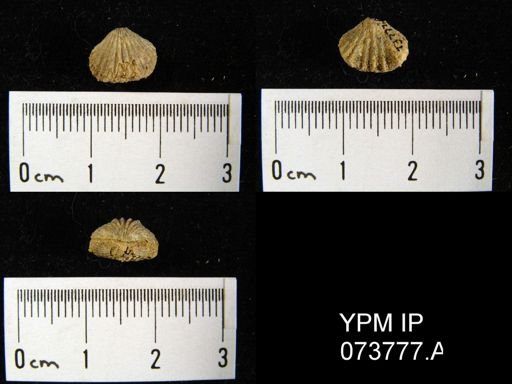 Camarotoechia perryvillensis