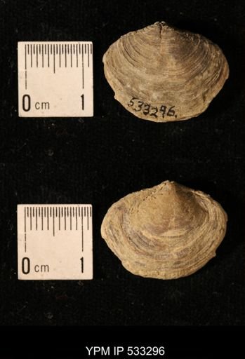 Athyris royssii