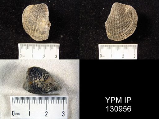 Spinatrypa spinosa