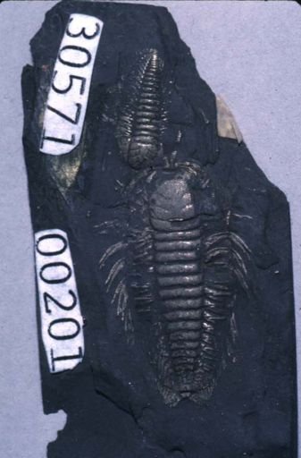 Triarthrus eatoni