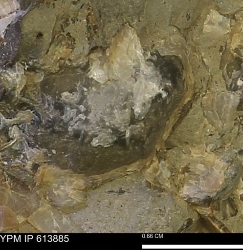 Inoceramus sp.