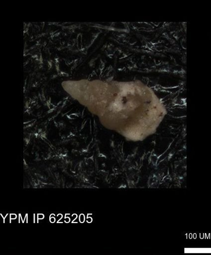 undet. Heterohelicidae
