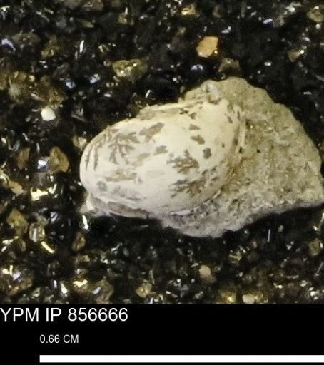 undet. Mollusca