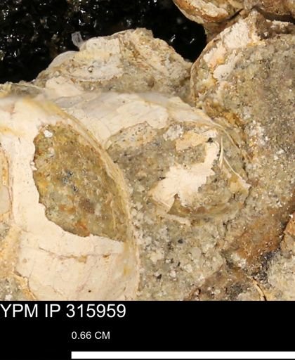 undet. Mollusca