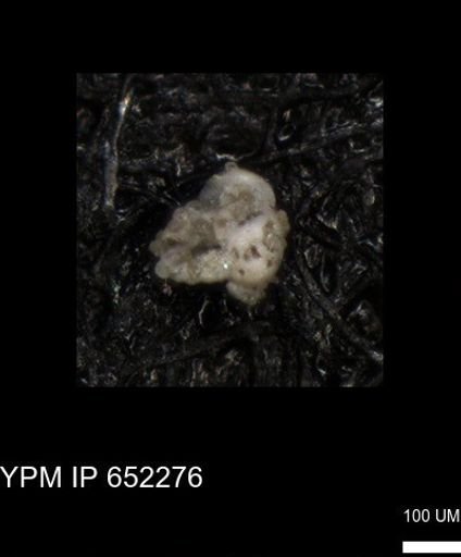 undet. Foraminiferida