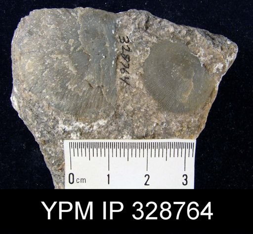 undet. Strophomenida