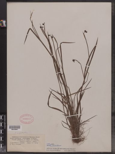 Sisyrinchium angustifolium