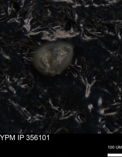 undet. Foraminiferida