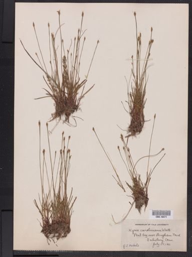 Plantae