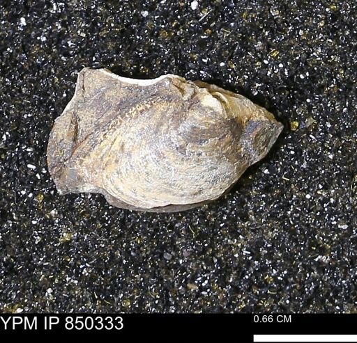 Limopsis striatopunctatus