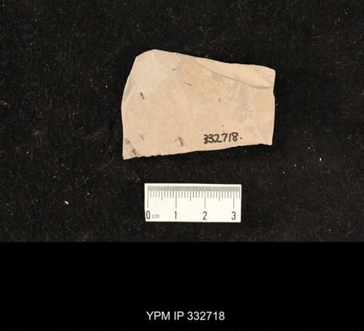undet. Hexapoda