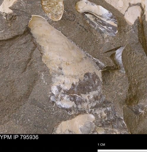 Inoceramus