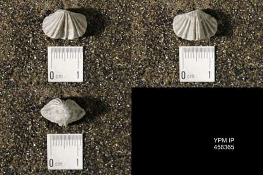 Platystrophia biforata