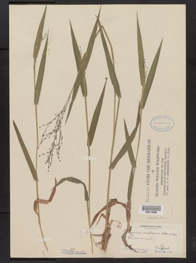 Panicum aculeatum
