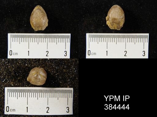 Dielasma turgida