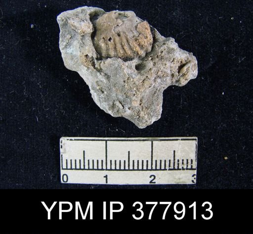 Meekella skenoides