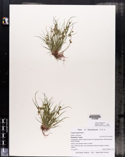 Carex squarrosa