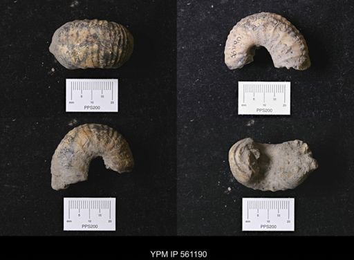 Scaphites sp.