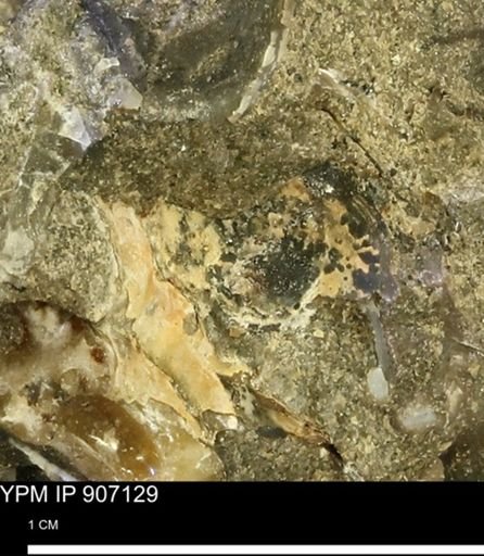 undet. Mollusca