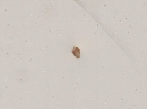 Rotifera