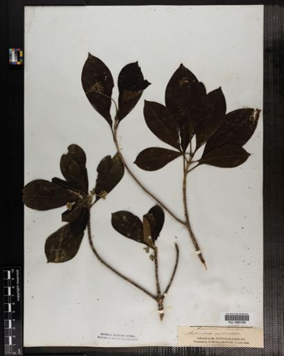 Plantae