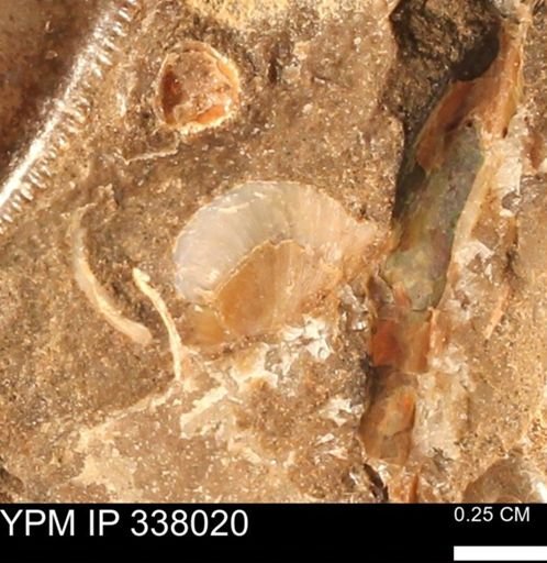 undet. Bivalvia