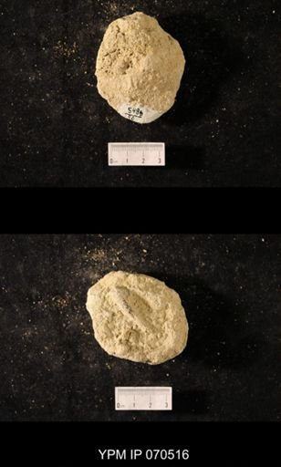 Favosites louisvillensis
