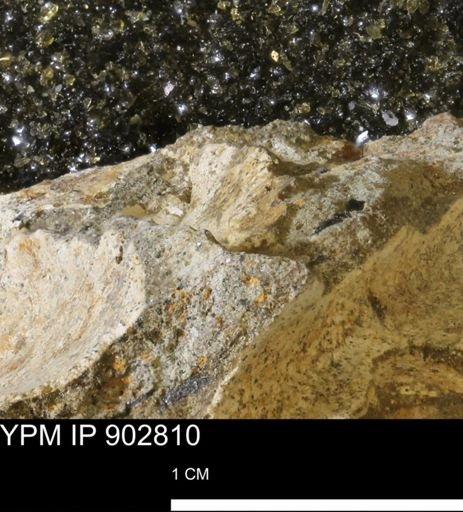 Baculites sp.
