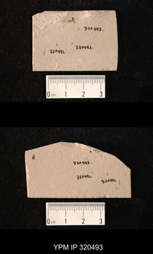 undet. Diptera