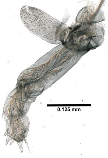 Synapseudes erici