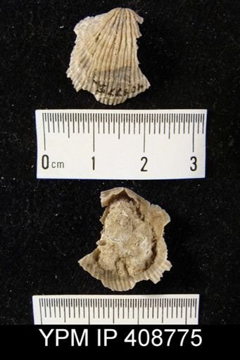 Atrypa sp.
