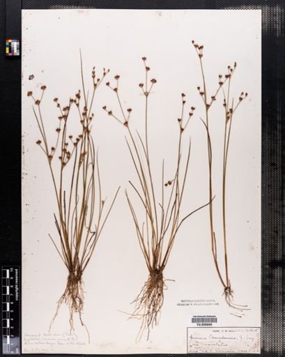 Juncus canadensis