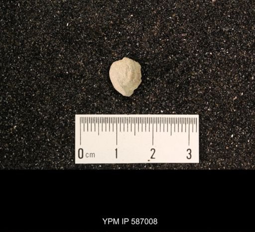 Rhynchotrema anticostiensis
