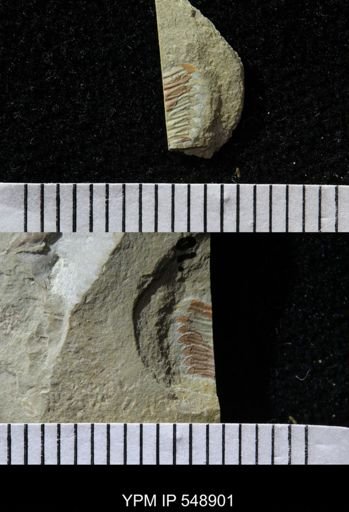 undet. Trilobita