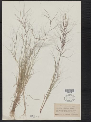 Aristida oligantha